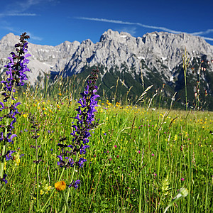 Blumenwiese im Karwendel