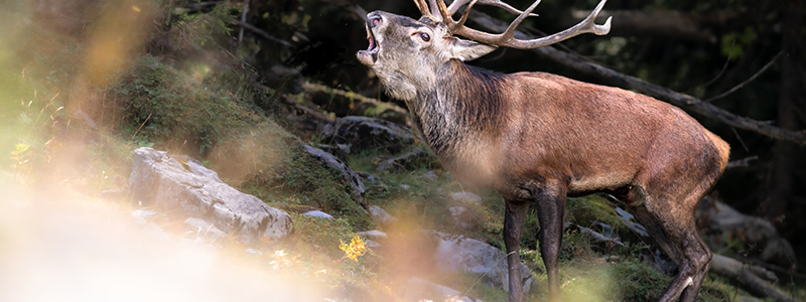 Luzern_Entlebuch_Herbst_Wildtiere_Tiere_Hirsch_Rothirsch_roehrender Hirsch_Marco Schaffner