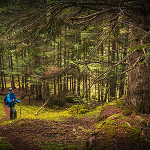 Wandern durch Naturwälder im Val d'Aran