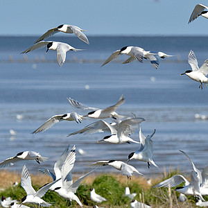 Brandseeschwalben an der Nordsee