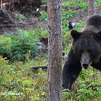 Feelgood Reisen - Wildlife per Bahn - Finnland Bär