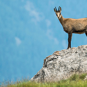 Gämse in den Schweizer Bergen
