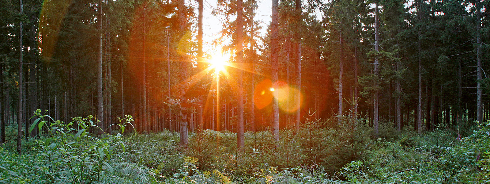 Sonnenaufgang im Nationalpark Schwarzwald