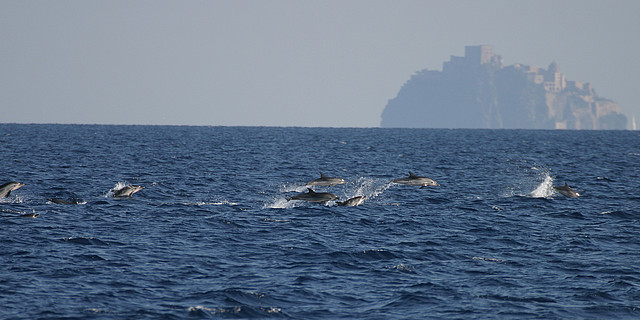laMar-Reisen - Delfine, Wale und Meer