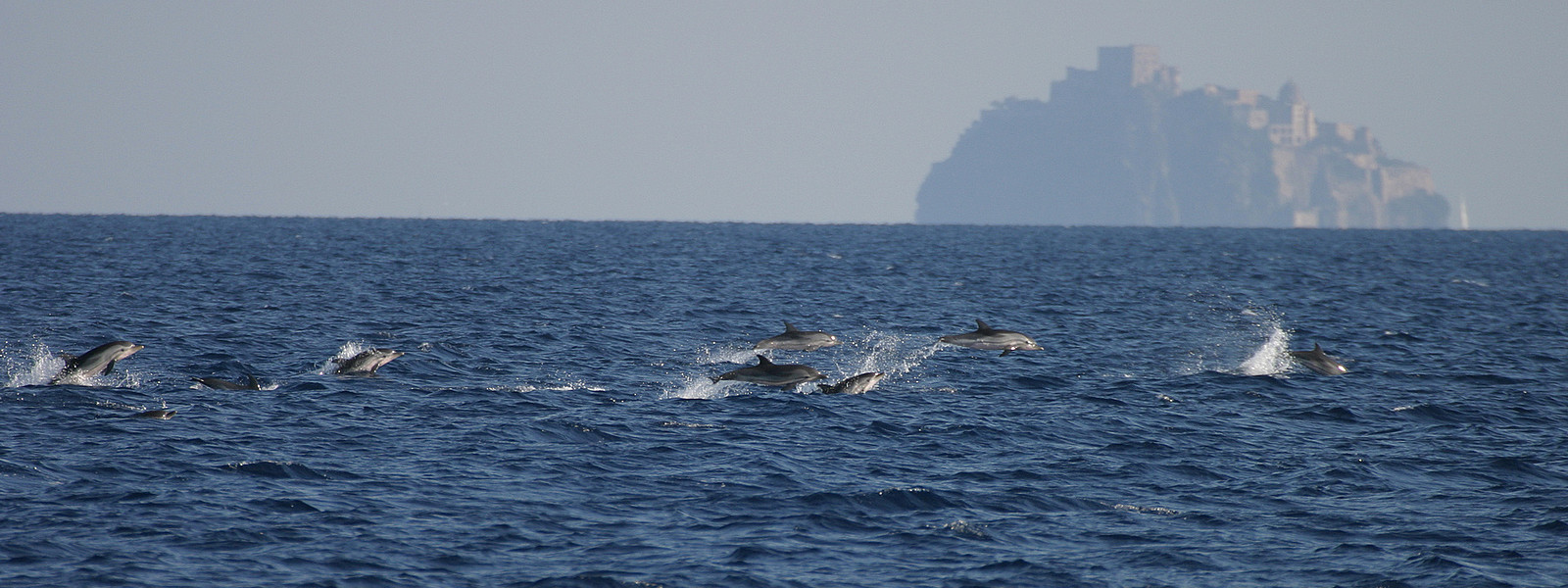 laMar-Reisen - Delfine, Wale und Meer