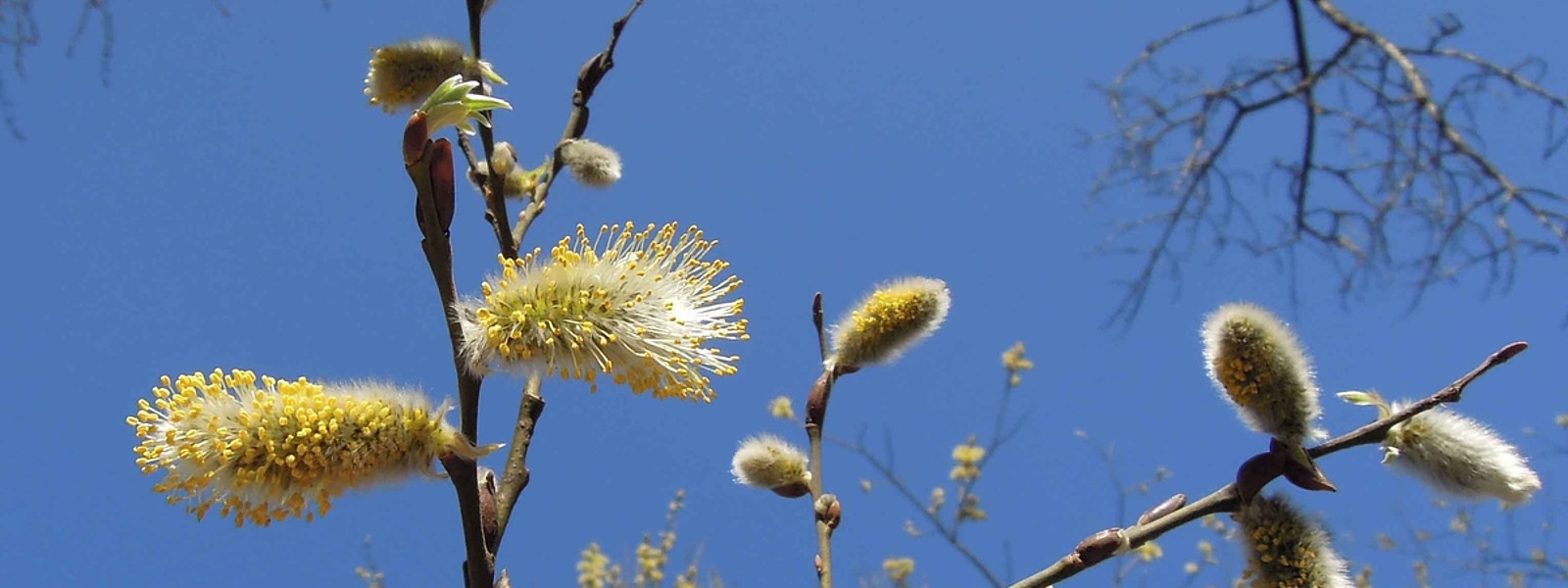 Weide, Weidenpollen