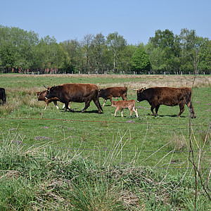 Cara - NRW, Münsterland - Rieselfelder 5