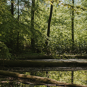 Schleswig-Holstein Franzi - Wunderwelt Wald 1