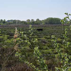 Cara - NRW, Münsterland - Rieselfelder 3