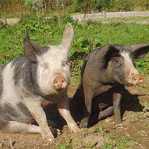 Angler-Sattelschwein