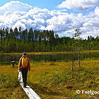 Feelgood Reisen - Wildlife per Bahn - Finnland Lentiira Wanderung
