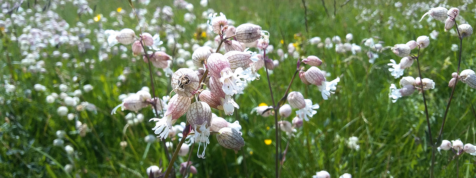 Vogelsberg Blühende Bergmähwiese
